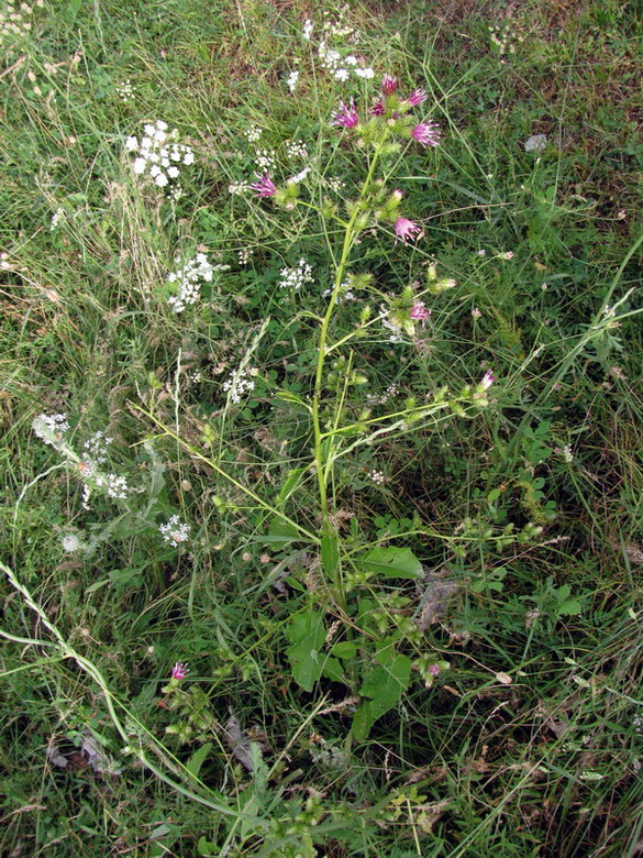 Изображение особи Cousinia umbrosa.