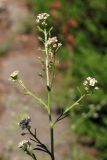 Lepidium graminifolium. Верхняя часть цветущего и плодоносящего растения. Южный Берег Крыма, пгт Гурзуф. 15 июля 2011 г.