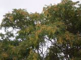 Ailanthus altissima. Кроны плодоносящих деревьев. Ставропольский край, Будённовский р-н, с. Покойное. 23.08.2009.