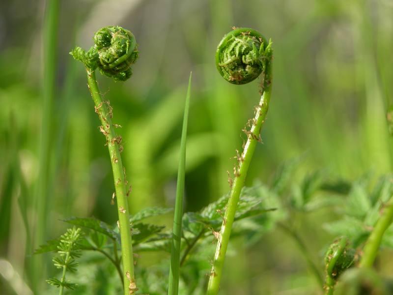 Изображение особи Phegopteris connectilis.