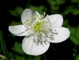 Anemone baicalensis подвид occidentali-sajanensis. Цветок. Красноярский край, Ермаковский р-н, парк \"Ергаки\", окр. Полки, поляна в горно-черневом лесу. 10.06.2009.