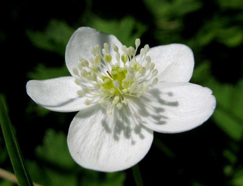 Изображение особи Anemone baicalensis ssp. occidentali-sajanensis.