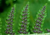Athyrium monomachii