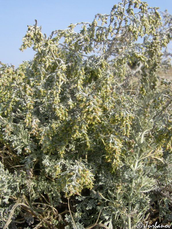 Изображение особи Artemisia taurica.