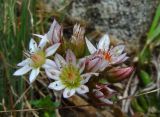 Rosularia alpestris