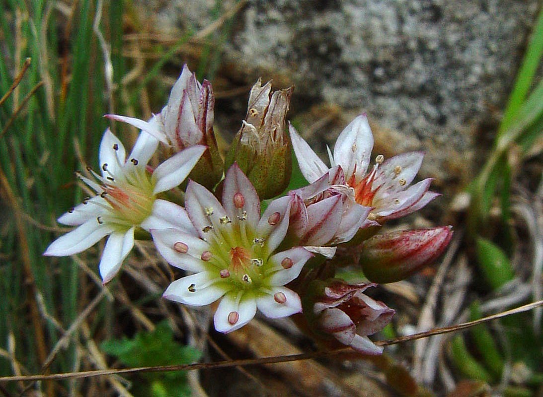 Image of Rosularia alpestris specimen.