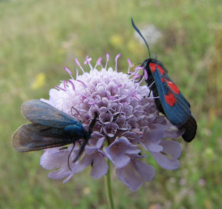 Изображение особи Scabiosa columbaria.