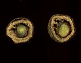 Tilia cordifolia