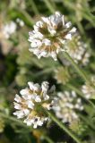 Dorycnium herbaceum. Соцветия. Крым, известняковые холмы над с. Верхнесадовое. 30 мая 2009 г.