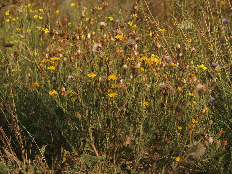 Изображение особи Crepis rhoeadifolia.