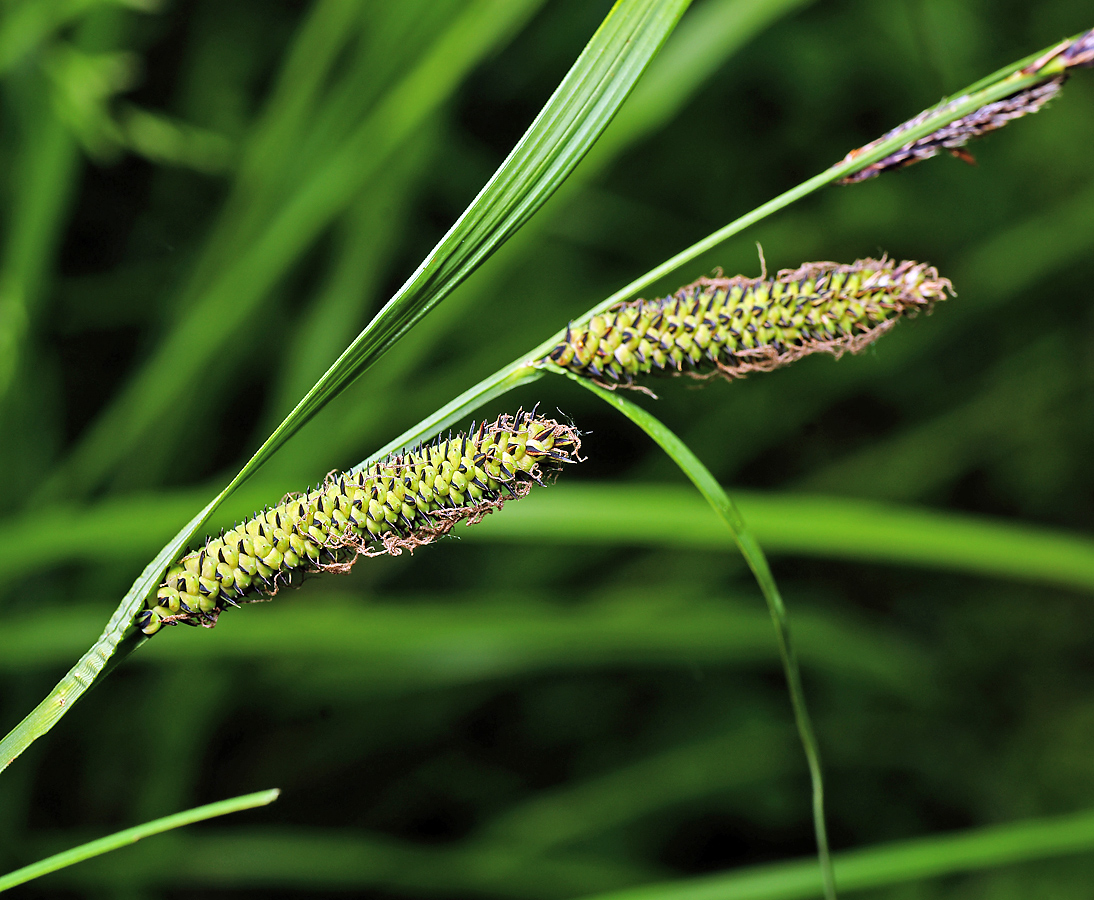 Image of Carex acuta specimen.