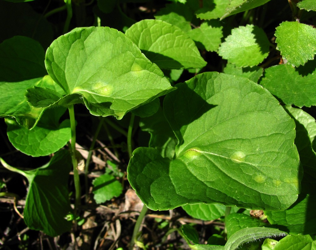 Image of Viola epipsila specimen.