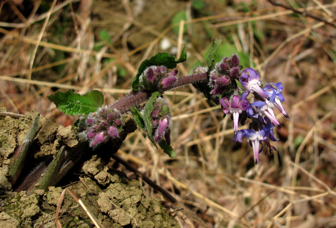 Image of Trachystemon orientalis specimen.