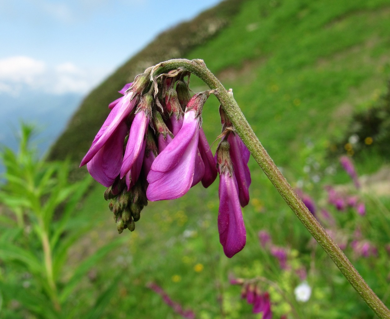 Изображение особи Hedysarum caucasicum.