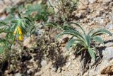 Onosma irritans. Цветущее растение. Южный Казахстан, горы Алатау (Даубаба), Восточное ущелье. 18.05.2014.
