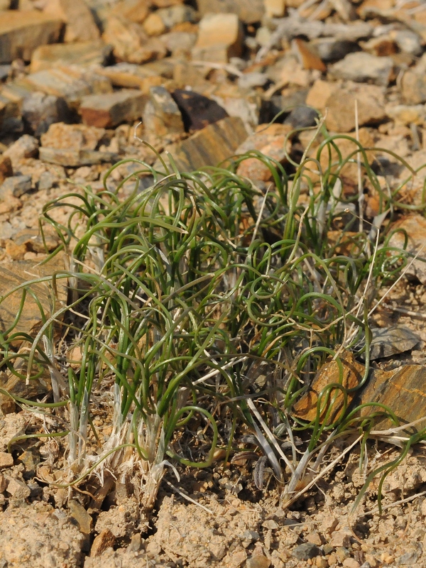 Image of Allium tschulaktavicum specimen.