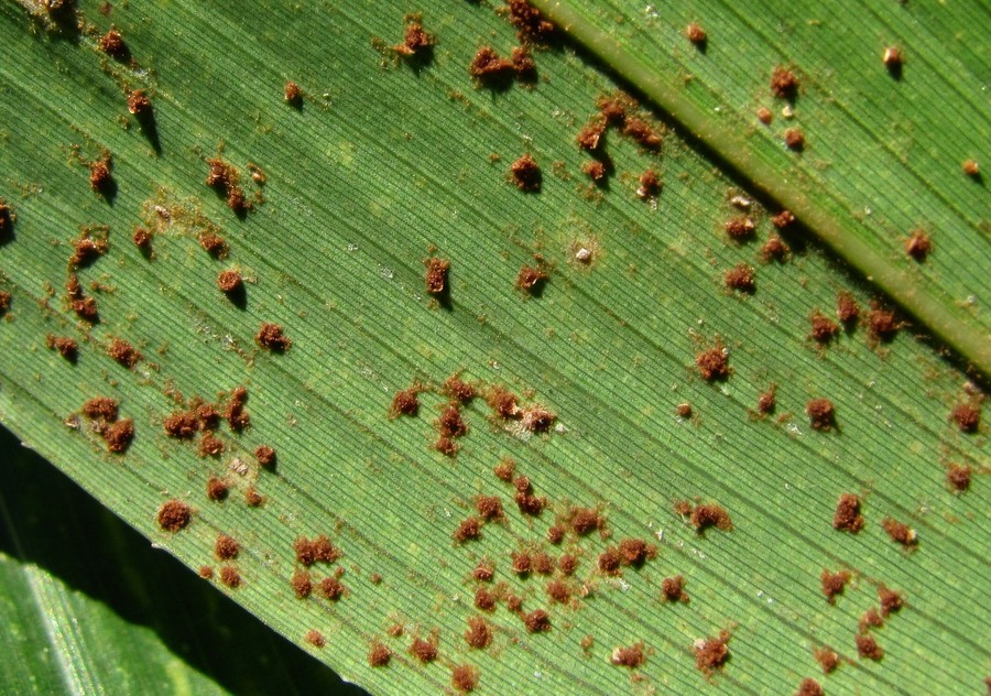 Изображение особи Pseudosasa japonica.