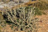 Atriplex halimus