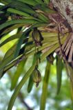 Cymbidium aloifolium. Основания листьев и плоды. Андаманские острова, остров Лонг, влажный тропический лес. 06.01.2015.