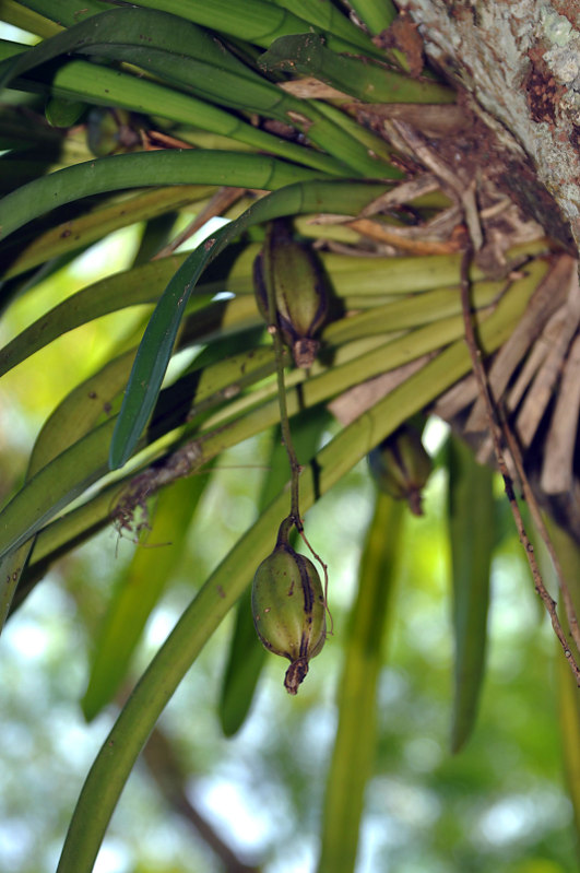 Image of Cymbidium aloifolium specimen.