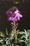 Erysimum linifolium. Верхушка побега с соцветием (культивар). США, Калифорния, Сан-Франциско, в озеленении. 17.02.2014.