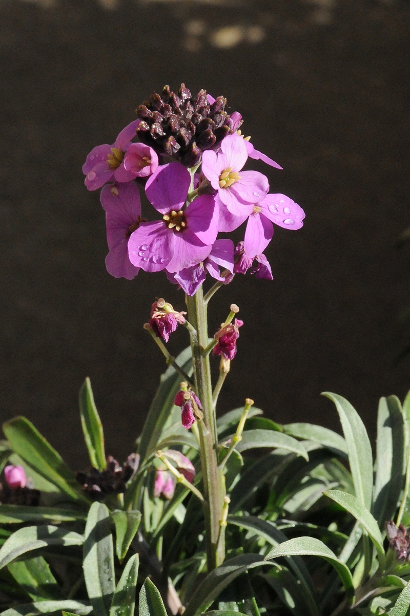 Image of Erysimum linifolium specimen.