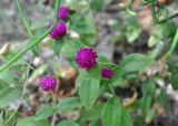 Gomphrena globosa