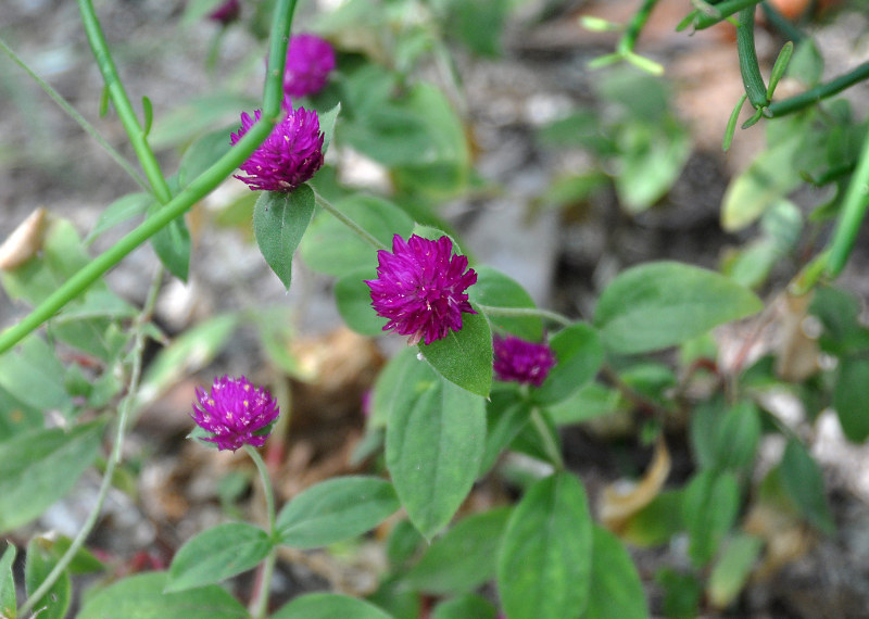 Изображение особи Gomphrena globosa.