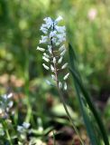 Hyacinthella leucophaea