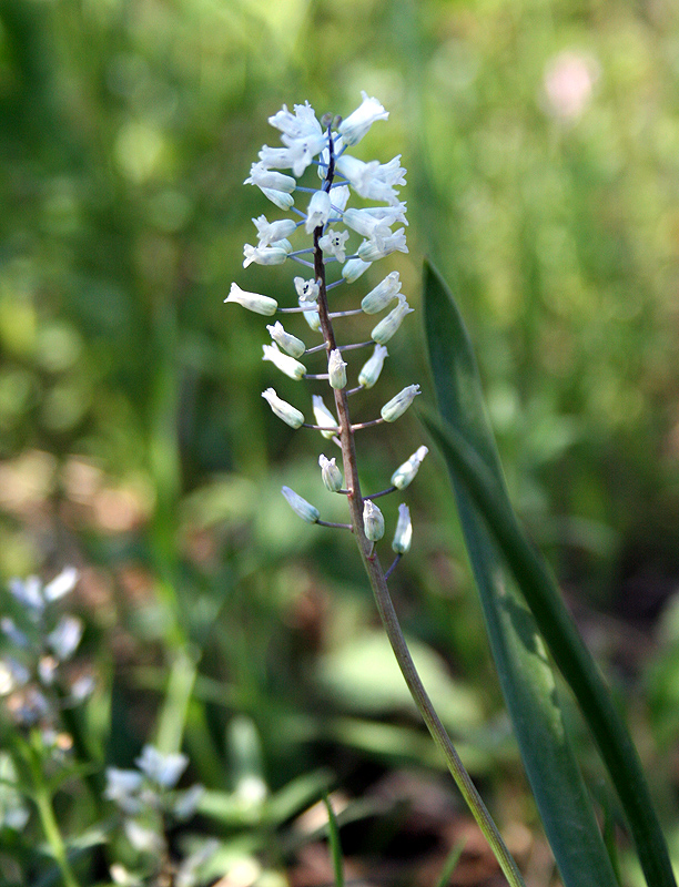 Изображение особи Hyacinthella leucophaea.