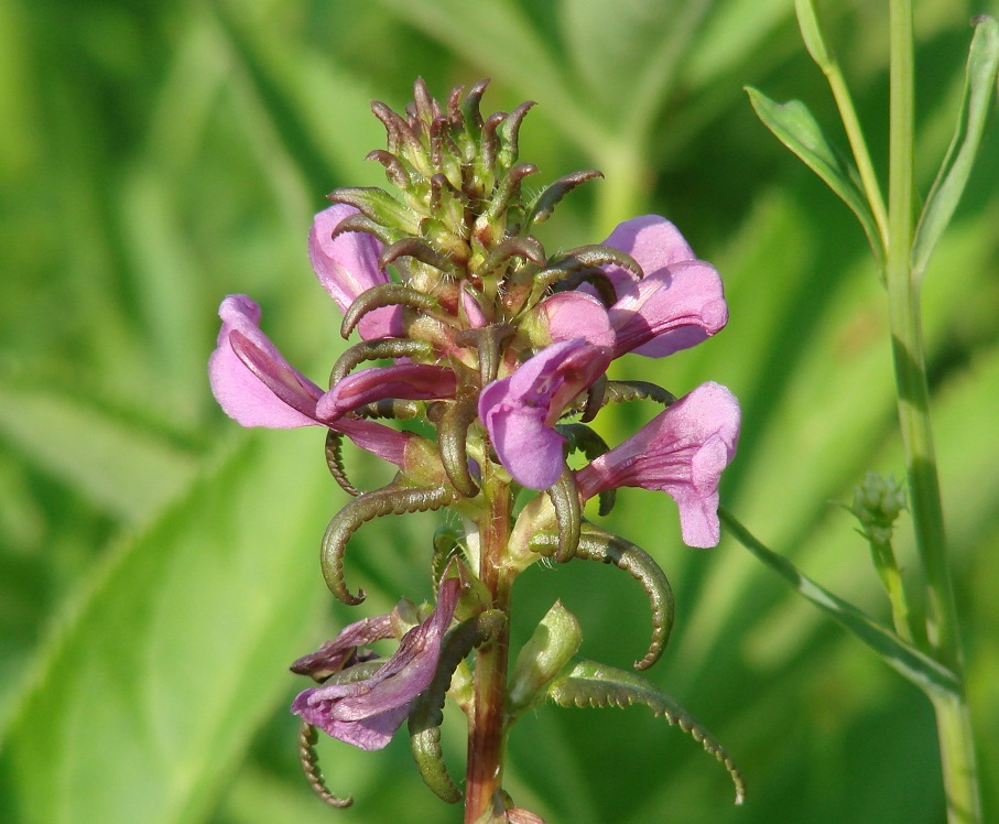 Image of Pedicularis resupinata specimen.