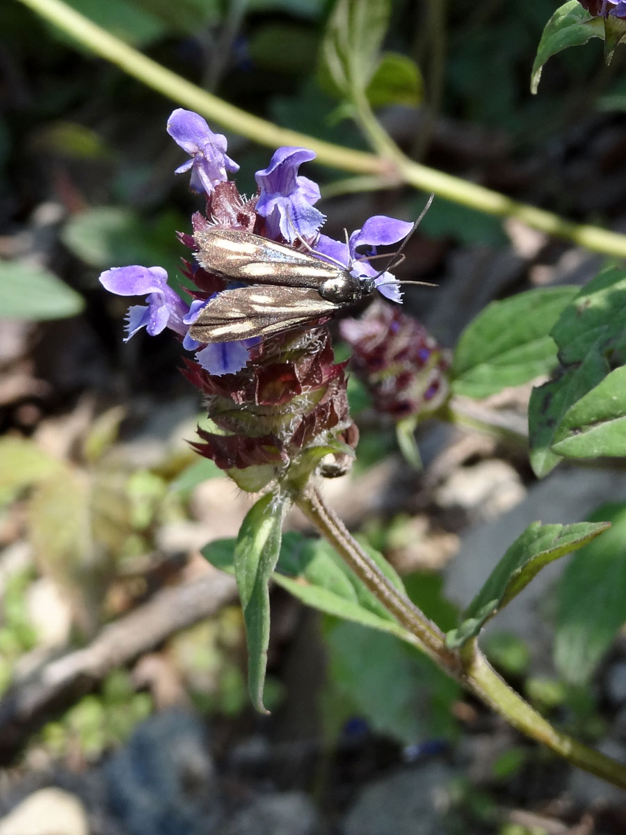 Изображение особи Prunella japonica.