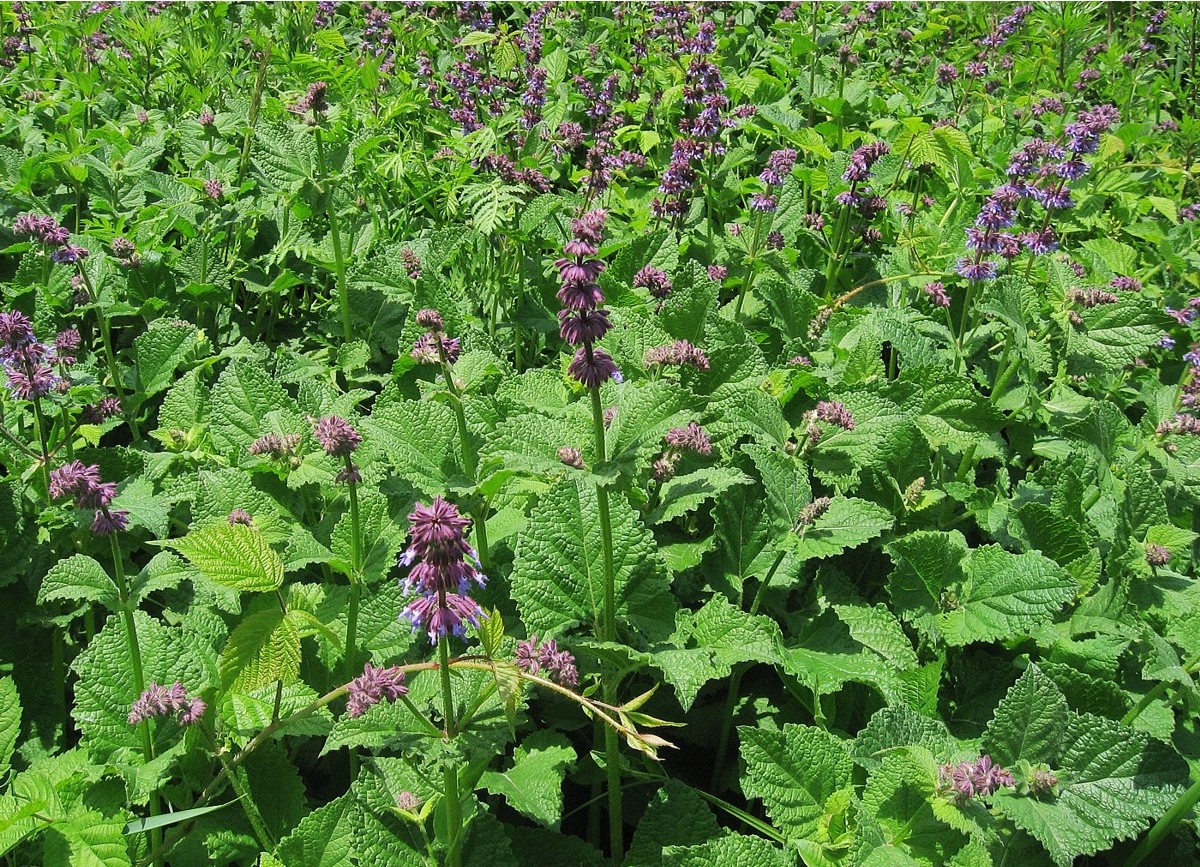 Изображение особи Salvia verticillata.