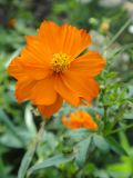 Cosmos sulphureus. Соцветие. Иркутск, Студгородок, клумба, в культуре. 24.08.2014.