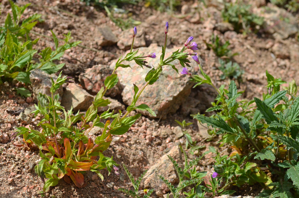 Image of genus Epilobium specimen.