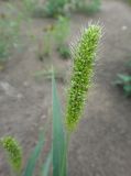 Setaria viridis