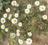 Anthemis leucanthemifolia. Цветущее растение. Израиль, Тель-Авив, морское побережье. 25.03.2008.