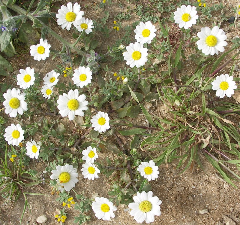 Image of Anthemis leucanthemifolia specimen.