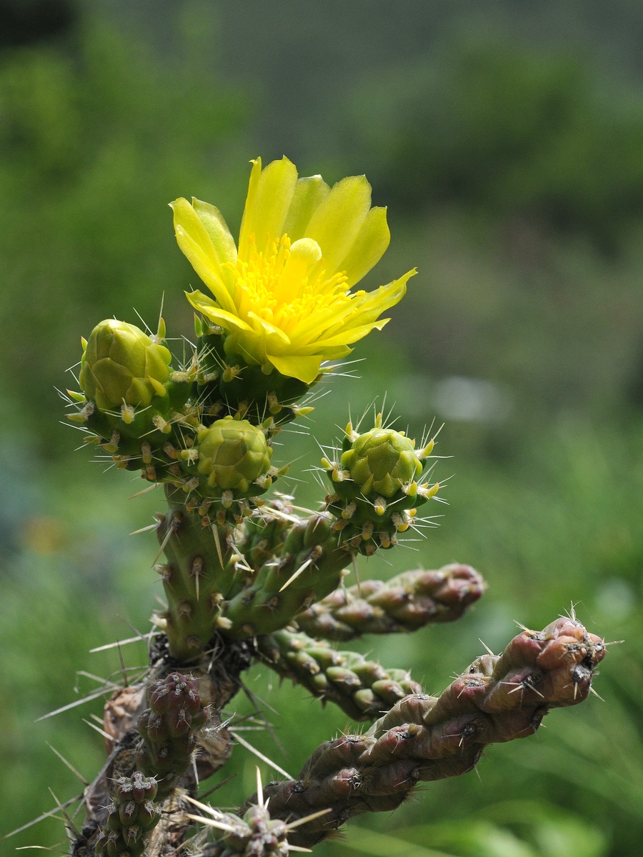 Изображение особи Cylindropuntia whipplei.