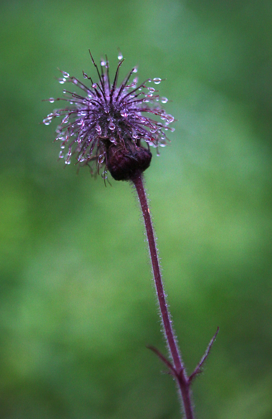 Image of Geum rivale specimen.