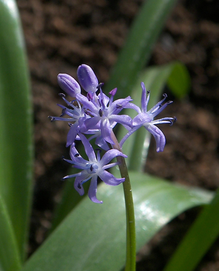 Изображение особи Scilla messeniaca.