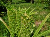 genus Eucomis. Верхушка цветущего растения. Абхазия, Сухумский ботанический сад. 09.08.2015.