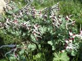 Corydalis popovii