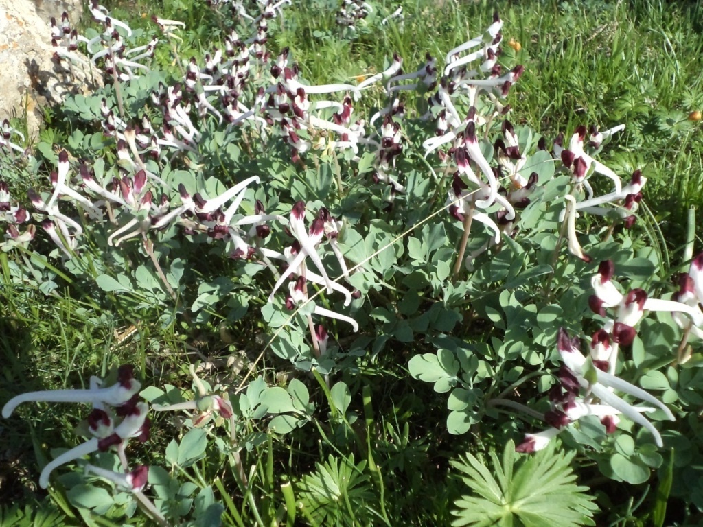 Изображение особи Corydalis popovii.