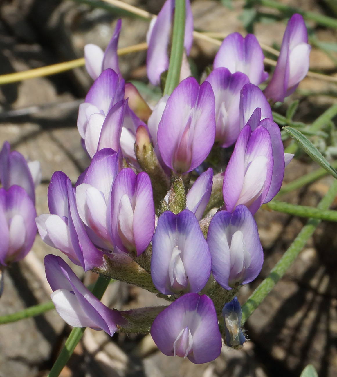 Изображение особи Astragalus stenoceras.