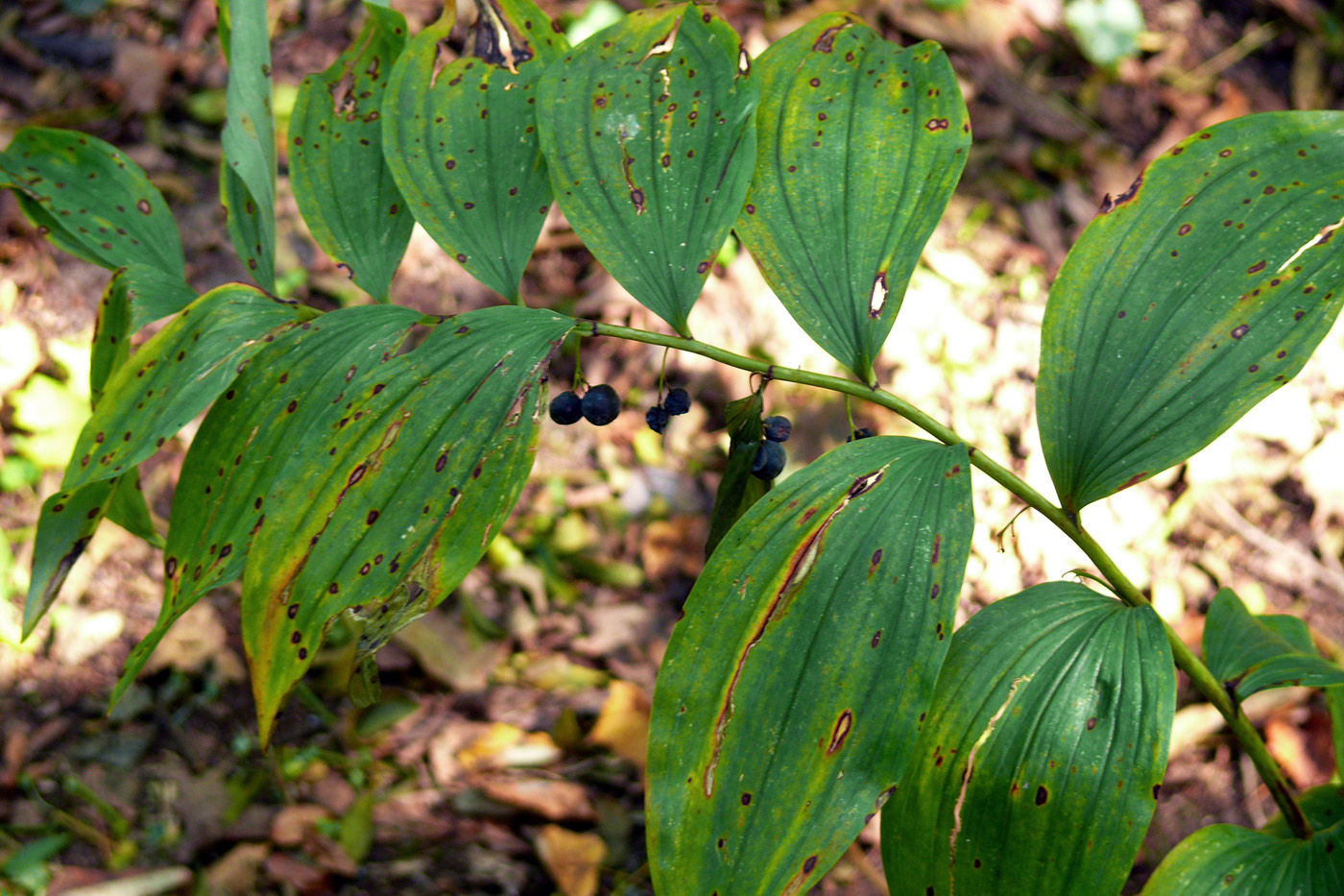 Image of Polygonatum multiflorum specimen.