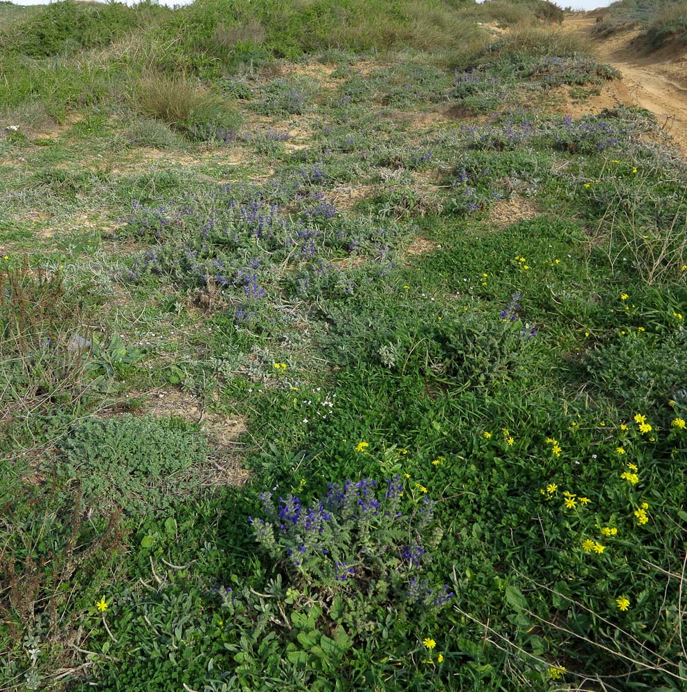 Изображение особи Salvia lanigera.