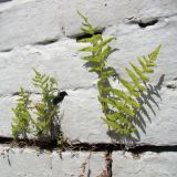 genus Dryopteris