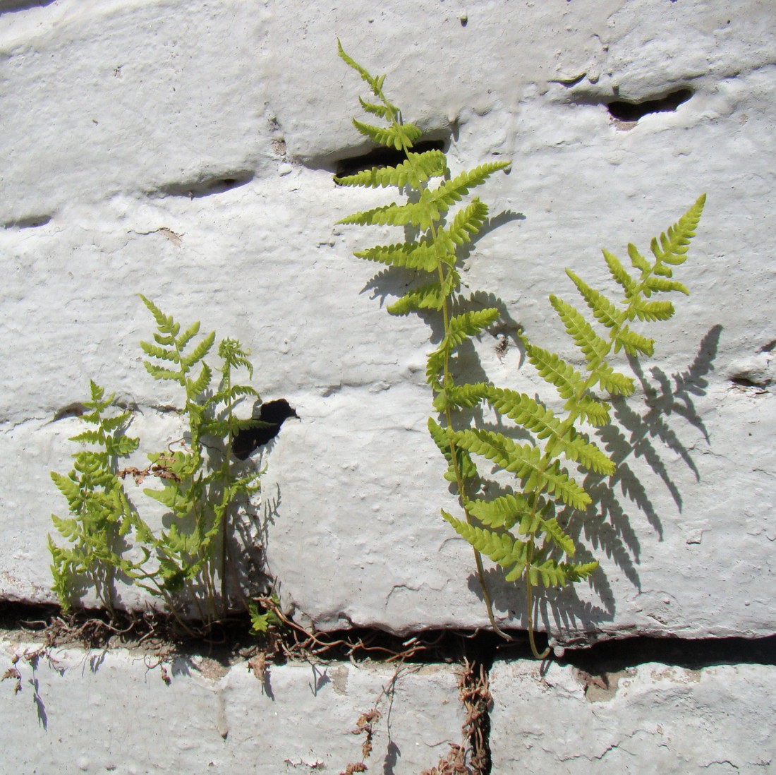 Image of genus Dryopteris specimen.