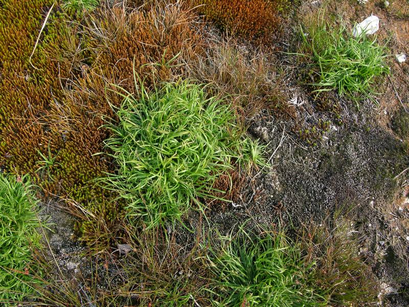 Image of Fimbristylis ochotensis specimen.